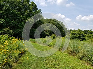 A green trail on the green feld