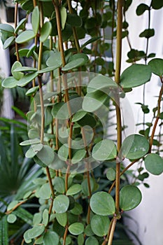 Green trailing leaves of Peperomia `Hope` plants