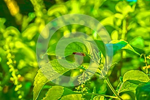 Green trapical flower with insect