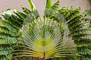 Green Traveller`s Palm Tree Moorea Tahiti