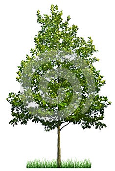 Verde un albero 