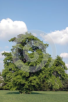 Verde un albero 