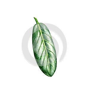 Green tree abstract leaf isolated on white background. Watercolor hand drawn botanic illustration. Art for floral design