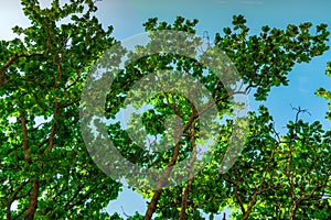 Green tree against clear blue sky background. Bottom view of green leaves and tree branch in sunny day.  Nature background