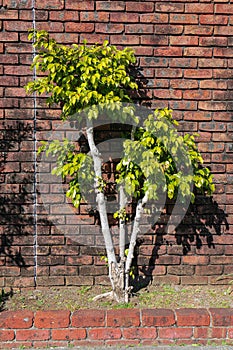 Green tree against red brick wall in sunny day on Sumida riverbank in Tokyo