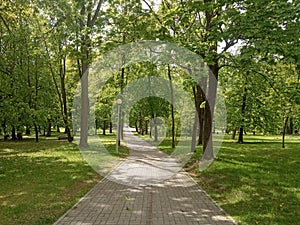 Green tree  alley in city park, sunny day