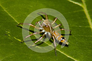 Green Tree Ant spider - Cosmophasis bitaeniata photo