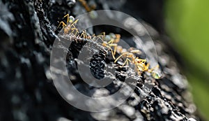 Green Tree Ants Eating a Centipede