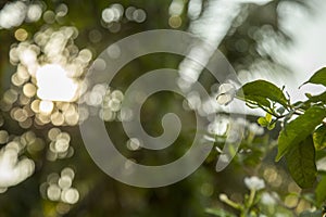 Jasmine grandiloquent, green tree