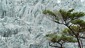 Green tree on the background of the glacier