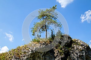 Green tree on the background of the sky