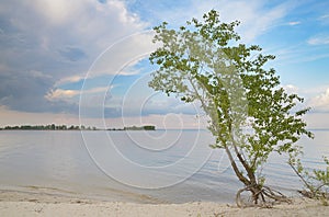 Green tree bare roots on shore water sky.