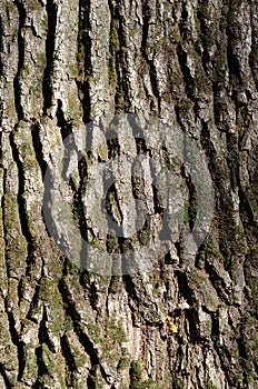 Green tree bark texture