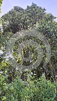 The green tree from below in the beautyful afternon