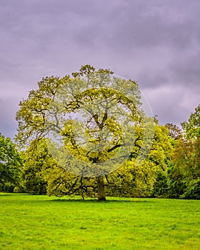 Green tree in Blenheim Palace against the cloudy gloomy sky