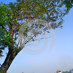 Green tree blue sky