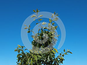 Green tree on blue sky background