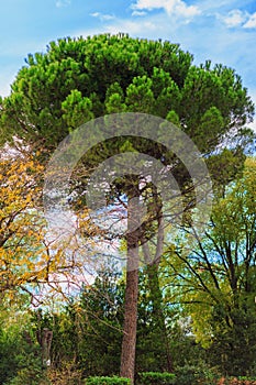Green pine tree on blue sky background