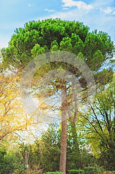 Green pine tree on blue sky background