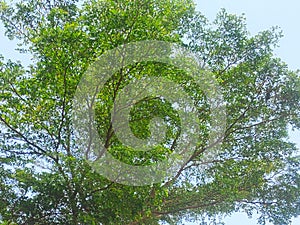 Green tree blue sky bali view