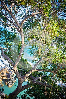 Green tree, blue sky and sea