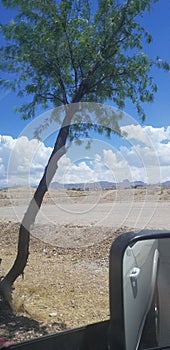 Green tree blue sky white cloud