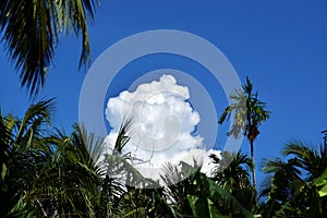 Green tree, blue sky and white cloud