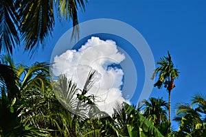 Green tree, blue sky and white cloud