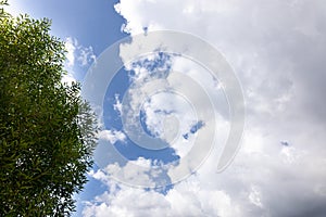 Green tree, blue sky, white clouds