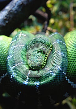 Green Tree Boa