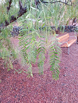 Green tree branca and in the background a bench to sit and relax. In Tenerife.