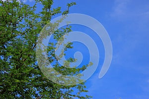 Green Tree Brances Frame Corner With Blue Sky