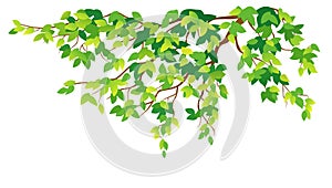 Green tree branch