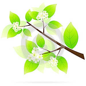 Green Tree Branch Icon