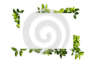 Green tree branch isolated on white background