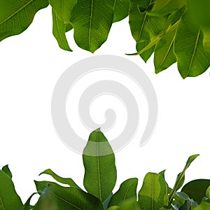 Green tree branch isolated on white background