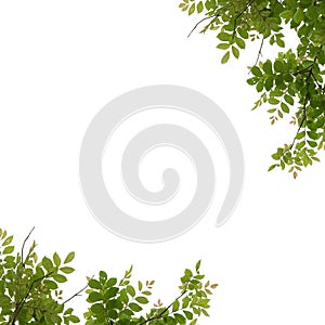 Green tree branch isolated on white background