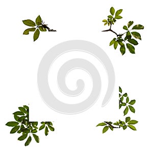 Green tree branch isolated on white background