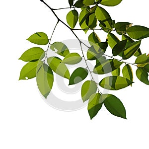 Green tree branch isolated on white background