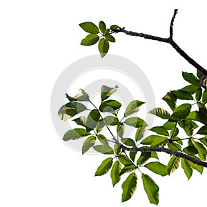 Green tree branch isolated on white background