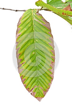 Green tree branch isolated on white background