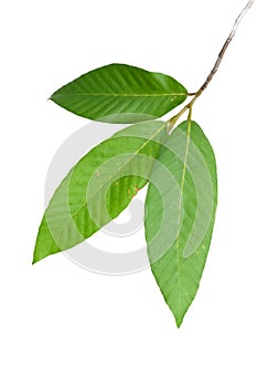 Green tree branch isolated on white background