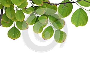 Green tree branch isolated on white background