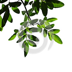 Green tree branch isolated on white background