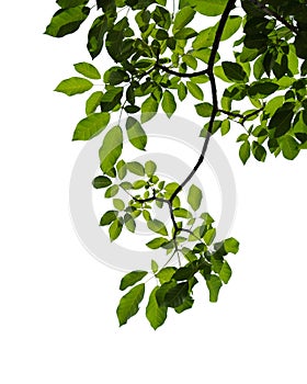 Green tree branch isolated on white background