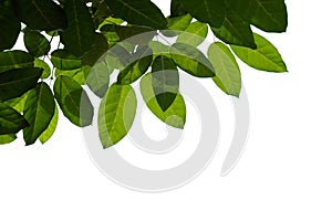 Green tree branch isolated on white background