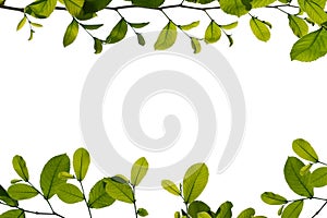 Green tree branch isolated on white background