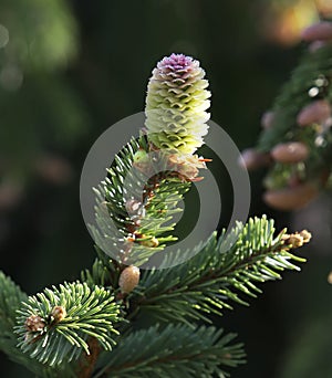 Green tree branch with young cones