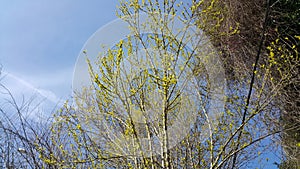 Green tree branches