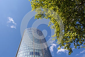Green tree branches against the skyscraper and blue sky